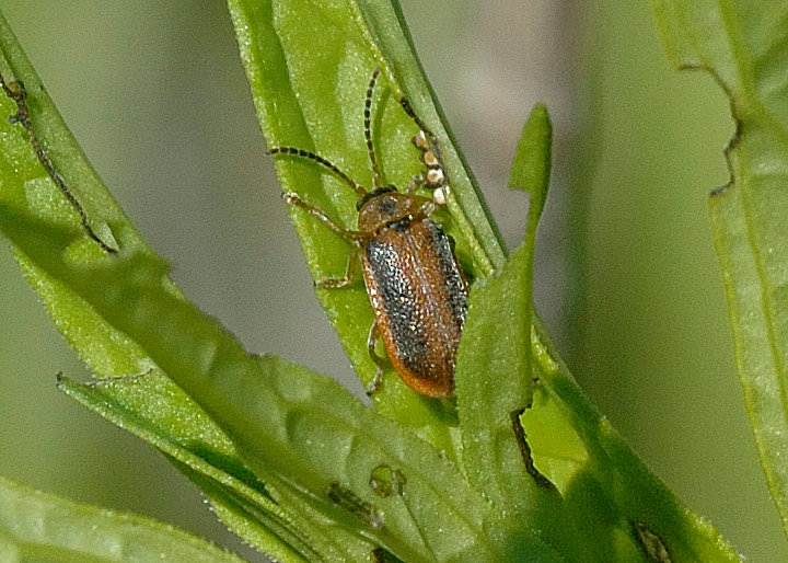 Shown is a Galerucella beetle on a purple loosestrife leaf along the Delaware River. Just to the right of the beetle’s head is a Galerucella egg mass consisting of four eggs in a row.